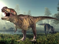 King, Queen, Emperor: The 3 Different Dinosaur Species Of T. rex. All About It