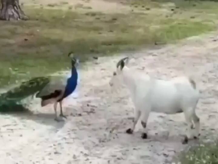 बकरी से भिड़ गया मोर, एक दूसरे पर पड़े भारी, फिर हुआ कुछ ऐसा Peacock fight with goat, this unique fight of both is going viral बकरी से भिड़ गया मोर, एक दूसरे पर पड़े भारी, फिर हुआ कुछ ऐसा