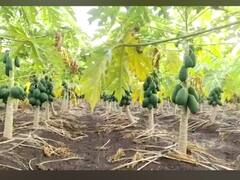 PHOTO : अखेर पपईच्या दरावर तोडगा; किती मिळणार भाव?