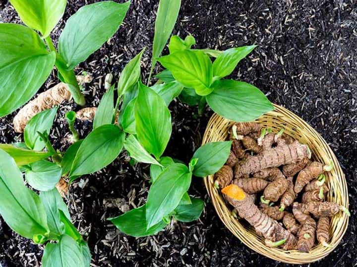 Know the advantages of turmeric cultivation through organic method Turmeric Farming: कम खर्च में जैविक खेती करके कमायें 3-4 लाख, यहां जानें हल्दी की सह-फसली खेती के फायदे