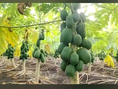 PHOTO : अखेर पपईच्या दरावर तोडगा; किती मिळणार भाव?