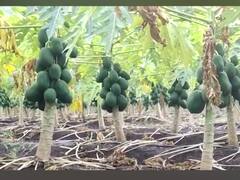 PHOTO : अखेर पपईच्या दरावर तोडगा; किती मिळणार भाव?