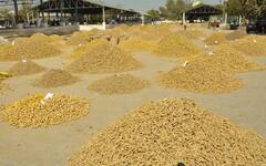 Nizamabad News: నిజామాబాద్‌ జిల్లాలో రైతుల తిరుగుబాటు, సమస్యల పరిష్కారానికి ఐదు రోజుల పాదయాత్ర