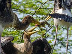 Delhi Zoo Reopens: दिल्ली का चिड़ियाघर फिर से हुआ गुलजार, देखें लेटेस्ट तस्वीरें