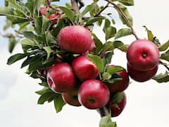 Apple: రోజుకు రెండు ఆపిల్స్ మించి తింటే ఇవిగో ఈ రోగాలొచ్చే అవకాశం