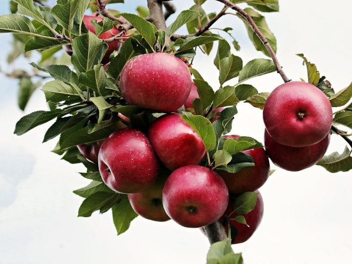 Eating more than two apples a day is the most likely cause of the disease Apple: రోజుకు రెండు ఆపిల్స్ మించి తింటే ఇవిగో ఈ రోగాలొచ్చే అవకాశం