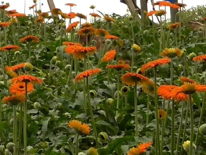 Gerbera farming in ten guntas, Hingoli based farmer earns income of seven lakh rupees per year Gerbera Flower Farming : दहा गुंठ्यात जरबेराची शेती, वर्षाकाठी सात लाख रुपयांचे उत्पन्न