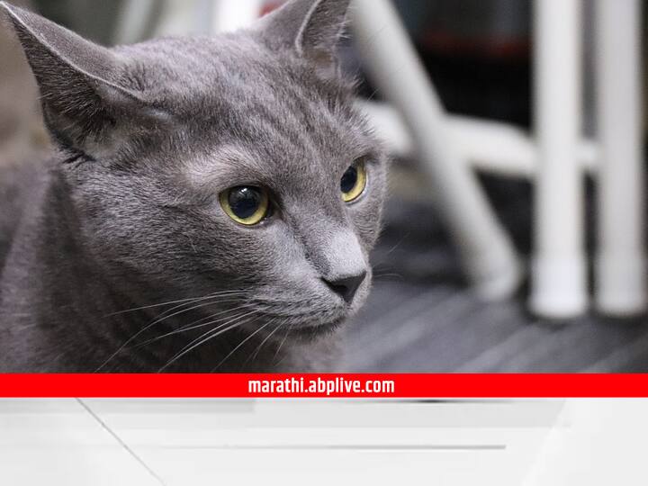 Russia Ukraine war import of Russian cats also banned Russia Ukraine war : रशिया-युक्रेन युद्धात आता 'कॅट वॉर' सुरू, रशियन मांजरींच्या आयातीवर बंदी