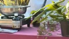 યોગ ભગાવે રોગ: જીવનમાં યોગાસનનું વિશેષ મહત્વ જાણો, જુઓ ગુજરાતી ન્યુઝ