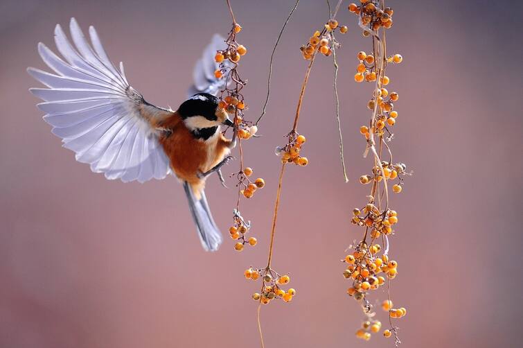 If there is no gravity birds will die of hunger read this cry related to general knowledge अगर ग्रेविटी न हो तो पक्षी मर जाएंगे भूखे, पढ़िए सामान्य ज्ञान से जुड़े ये रोचक तथ्य!