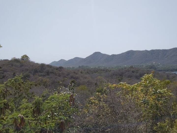 Udaipur Five nagar forests will be built in Rajasthan first will be build in udaipur ANN Udaipur: राजस्थान में पांच जगह बनेंगे नगर वन, उदयपुर में सबसे पहले होगा तैयार, मिलेगी ये सुविधा