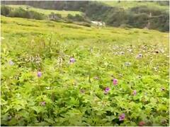 Uttarakhand News : फूलों की घाटी के चाहने वालों के लिए राहत भरी खबर, अब पुराने रास्ते को बनाएगा वन विभाग