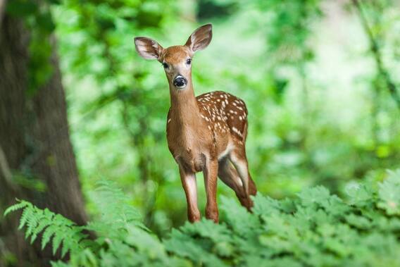 Deers In Bedroom: దారితప్పి అడవిలోంచి ఊరిలోకి వచ్చిన చుక్కల జింకలు | Mypadupalem | ABP DESAM
