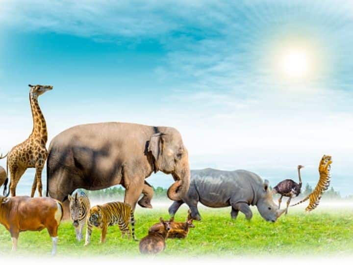 World Wildlife Day 2022: History, Theme, Significance — All You Need To Know World Wildlife Day 2022: History, Theme, Significance — All You Need To Know