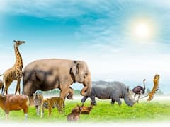 World Wildlife Day 2022: History, Theme, Significance — All You Need To Know