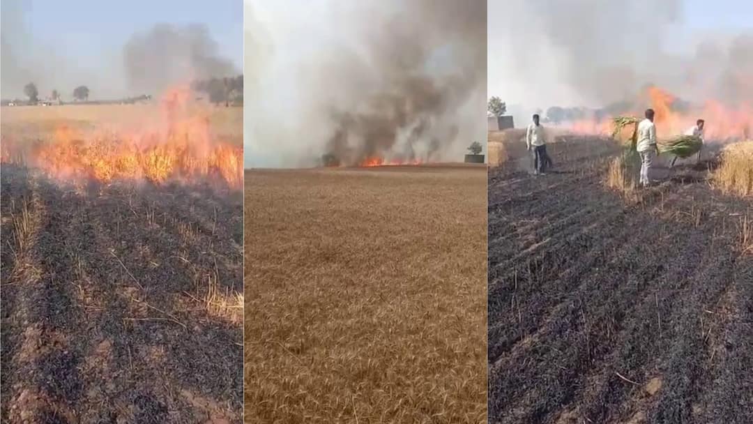 Junagadh : 20 વીઘાના ઘઉંમાં ફાટી નીકળી આગ, પાક સળગીને થયો ખાખ, જુઓ વીડિયો Junagadh : fire break out in weat at Mangrol Taluka, watch video Junagadh : 20 વીઘાના ઘઉંમાં ફાટી નીકળી આગ, પાક સળગીને થયો ખાખ, જુઓ વીડિયો