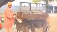 UP Elections Phase 6 Voting LIVE: When CM Yogi did 'gau sewa' | ABP News