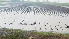 ફટાફટઃ દક્ષિણ ગુજરાતના વિસ્તારો પર ફરી માવઠાનું સંકટ, શું કહ્યું હવામાન વિભાગે?