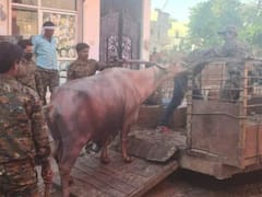 Gwalior News: बिल जमा नहीं करने पर भैंस की हुई कुर्की, ग्वालियर में वसूली के लिए नगर निगम का अनोखा अंदाज