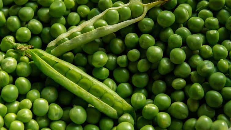 Pea protein and how does it benefit the body, know in details Pea Protein Benefits: ভরপুর প্রোটিন পেতে ভরসা কড়াইশুঁটিও