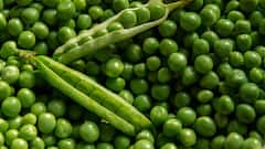Pea Protein Benefits: ভরপুর প্রোটিন পেতে ভরসা কড়াইশুঁটিও