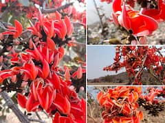 Photo: निसर्गाचा अनोखा रंगोत्सव, पळसाच्या फुलांनी सृष्टी बहारली!