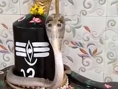 Viral Video: महाशिवरात्रि के बाद शिवलिंग से जाकर लिपटा सांप, वायरल हो रहा है ये वीडियो