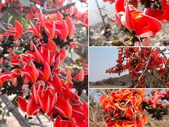 Photo: निसर्गाचा अनोखा रंगोत्सव, पळसाच्या फुलांनी सृष्टी बहारली!