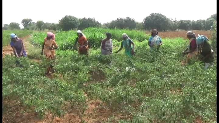 தருமபுரியில் இருசக்கர வாகனங்களை திருடிய 4 பேர் கைது  - 11 வாகனங்கள் பறிமுதல்