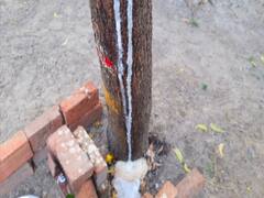 நாகையில் வேப்ப மரத்தில் இருந்து வடியும் பால்; ஆச்சர்யத்துடன் பார்த்து செல்லும் கிராம மக்கள் - அறிவியல் காரணங்களை கூறும் பேராசிரியர்கள்