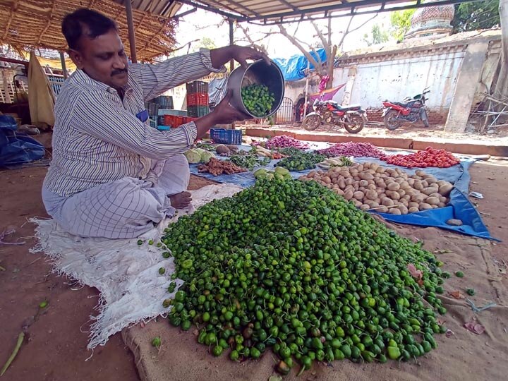 தஞ்சாவூரில் தொடங்கிய குடை மிளகாய் சீசன் - விளைச்சல் அமோகத்தால் விற்பனை மும்முரம்