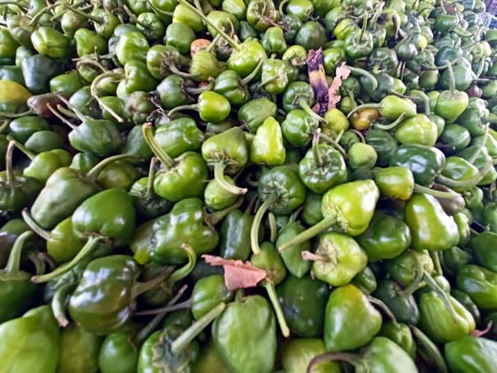 Bell Pepper Season kicks off in Thanjavur தஞ்சாவூரில் தொடங்கிய குடை மிளகாய் சீசன் - விளைச்சல் அமோகத்தால் விற்பனை மும்முரம்