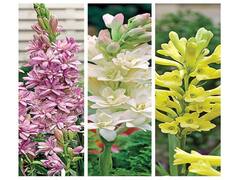 घर की इस दिशा में रखें रजनीगंधा पौधा, धन को लेकर कमाल के नतीजे आएंगे सामने