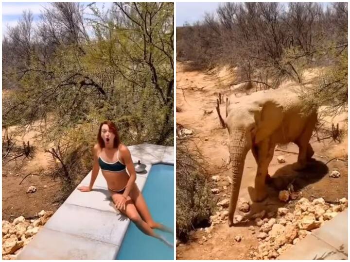 स्विमिंग पूल में नहाते समय लड़की के सामने आ पहुंचा हाथी, रोंगटे खड़े कर देगा वीडियो Elephant came in front of girl while taking a bath in the swimming pool स्विमिंग पूल में नहाते समय लड़की के सामने आ पहुंचा हाथी, रोंगटे खड़े कर देगा वीडियो