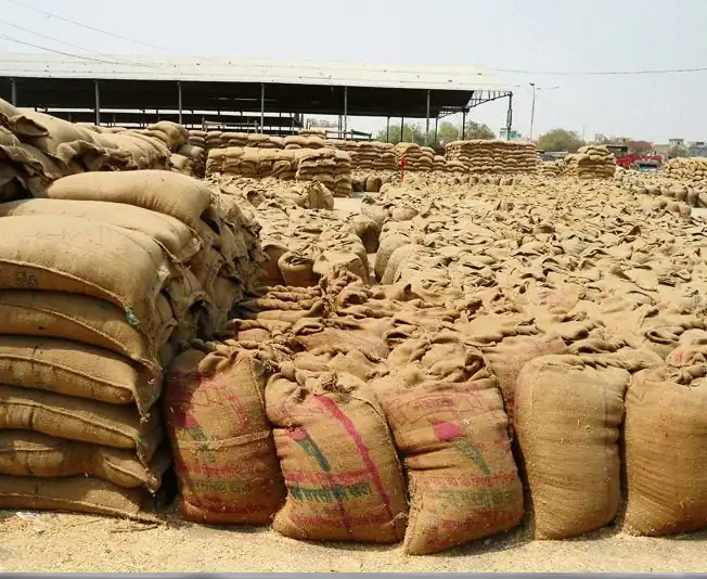 Taliban on Pakistan Wheat: Taliban says Indian wheat is far better than Pakistani Wheat ਪਾਕਿਸਤਾਨ ਦੀ 'ਘਟੀਆ ਕੁਆਲਿਟੀ' ਦੀ ਕਣਕ ਦੇਖ ਭੜਕਿਆ ਤਾਲੀਬਾਨ, ਕਿਹਾ ਭਾਰਤ ਦਾ ਅਨਾਜ ਬਿਹਤਰ