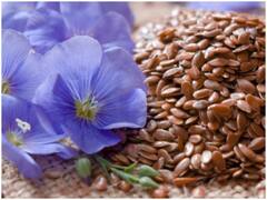 सेहत के लिए वरदान हैं अलसी के बीज, मोटापा, हार्ट और डायबिटीज को करते हैं कंट्रोल