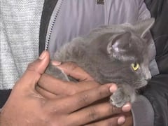 यूक्रेन से अपनी बिल्ली के साथ लौट रहा है भारतीय छात्र, एंबेसी ने दी इजाजत, देखें तस्वीरें  