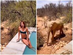 स्विमिंग पूल के किनारे बैठी थी लड़की, तभी वहां आया हाथी और हुआ कुछ ऐसा