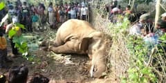 Jhargram News: ঝাড়গ্রামে ফের হাতির মৃত্যু, দেহ উদ্ধার কৃষিজমি লাগোয়া এলাকা থেকে