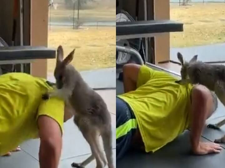 When the little kangaroo became a gym trainer and started getting push ups done, you will laugh and laugh after watching the video Kangaroo Became Gym Trainer: ம்ம்ம்.! தண்டால் எடு.. பர்சனல் ட்ரெய்னராக மாறிய கங்காரு குட்டி! வைரல் வீடியோ!