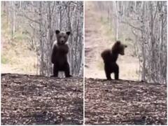 जंगल के बीच खेलते-कूदते नजर आया बेबी पांडा, वीडियो देख याद आ जाएगा शरारती बचपन 