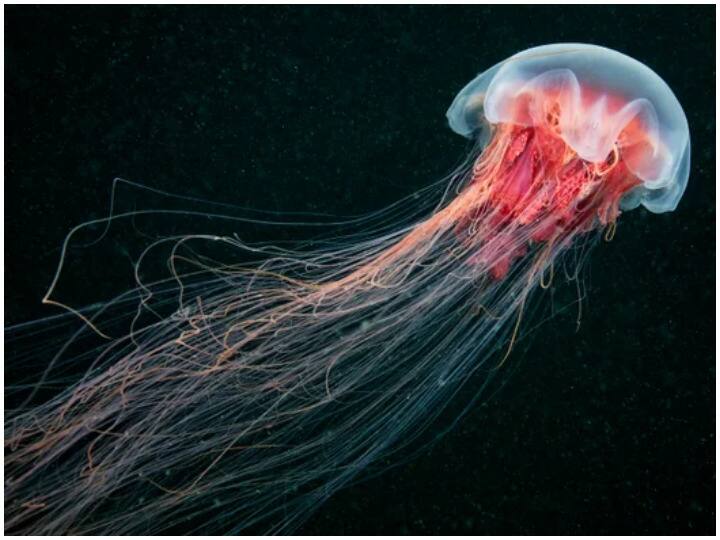 jellyfish is older than dinosaurs so dangerous humans die in minutes Viral : डायनासोरपेक्षा जुना आहे 'हा' प्राणी, इतका धोकादायक आहे की काही मिनिटांत मरतो माणूस