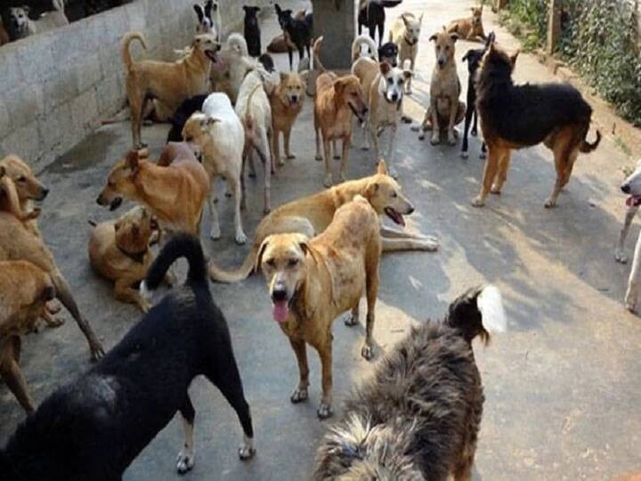 Finally after two years  NMC woke up Sterilization of dogs will start from December Nagpur Stray Dogs : अखेर दोन वर्षांनंतर मनपाला जाग; डिसेंबरपासून कुत्र्यांच्या 'नसबंदी'ला सुरुवात होणार!
