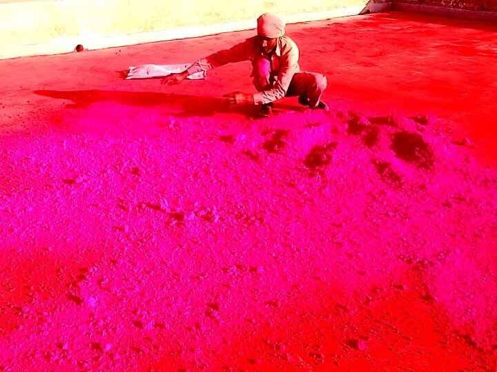 Holi 2022: क्या आप जानते हैं कैसे बनता है रंग-बिरंगा गुलाल, Jodhpur के व्यापारी ने बताया पूरा प्रोसेस...आप भी जानें