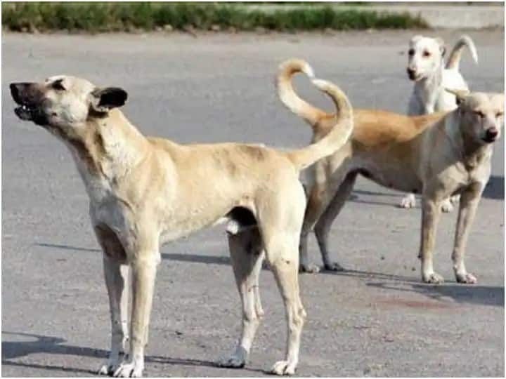 Supreme Court issues notices to Uttar Pradesh and Delhi governments over stray dogs Supreme Court : भटक्या कुत्र्यांच्या मुद्द्यावरुन सर्वोच्च न्यायालयाने उत्तर प्रदेश आणि दिल्ली सरकारला बजावली नोटीस