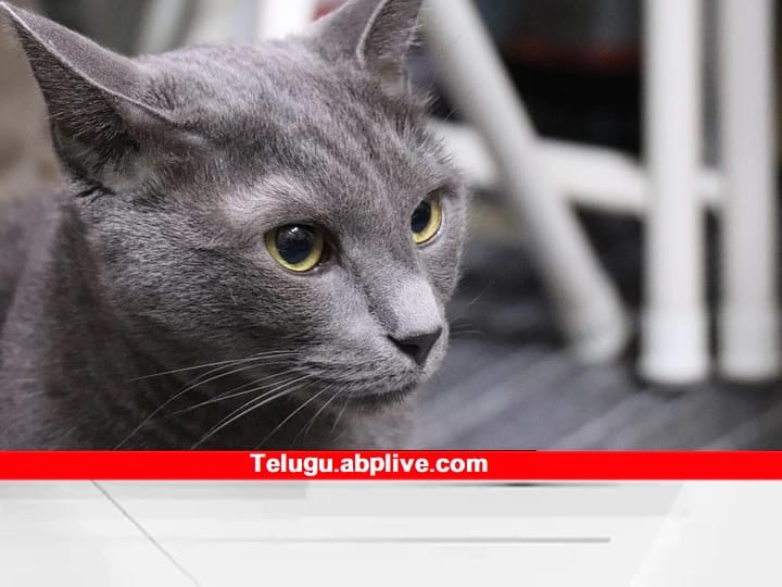 Two women Dead due to Rabies caused by Cat Bite in Krishna district Cat Bite: కృష్ణా జిల్లాలో విషాదం - పిల్లి కరవడంతో ఇద్దరు మహిళలు మృతి, అసలేం జరిగిందంటే !