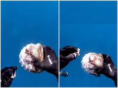 शख्स ने प्लास्टिक के टुकड़े में फंसी मछली का किया रेस्क्यू, हैरान करने वाला वीडियो आया सामने