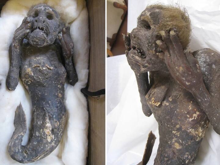 Scientists working to unravel mystery of 300 year old mummified mermaid with human face and tail சாகாவரம் தரும் கடற்கன்னி இறைச்சி.? வலையில் சிக்கிய மம்மி! ஆய்வைத் தொடங்கிய ஆய்வாளர்கள்!