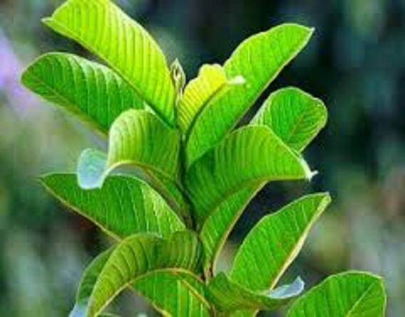 Health: ਅਮਰੂਦ ਦੇ ਪੱਤੇ ਵੀ ਘੱਟ ਕਰਨਗੇ ਮੋਟਾਪਾ, ਜਾਣੋ ਫਾਇਦੇ ਅਤੇ ਇਸ ਦੀ ਵਰਤੋਂ ਦਾ ਤਰੀਕਾ