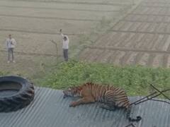 Etah News: एटा में बाघ ने नाबालिग को बुरी तरह किया घायल, प्रशासन ने 'ऑपरेशन टाइगर' चलाकर ऐसे किया काबू